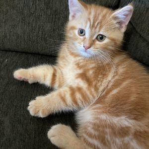 Meet your Posher, Greg